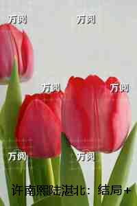 豪门兄妹的甜宠文